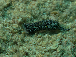 Mariaglaja tsurugensis  Mariaglaja tsurugensis