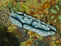 Warzenschnecke, Phyllidiopsis pipeki Warzenschnecke, Phyllidiopsis pipeki