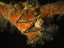 Zackenauster, Lopha cristagalli Zackenauster, Lopha cristagalli