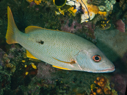 Einfleck-Schnapper, Lutjanus monostigma Einfleck-Schnapper, Lutjanus monostigma