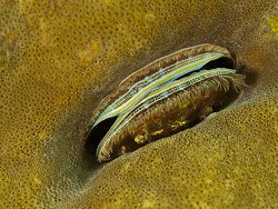 Korallenmuschel, Pedum spondyloideum Korallenmuschel, Pedum spondyloideum