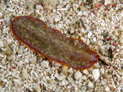 Color variant Fuchsia Flatworm (Pseudoceros ferrugineus) Color variant Fuchsia Flatworm (Pseudoceros ferrugineus)