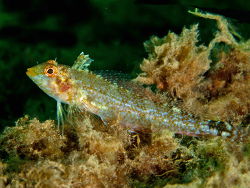 Gelber Spitzkopf-Schleimfisch (w.), Tripterygion delaisi Gelber Spitzkopf-Schleimfisch (w.), Tripterygion delaisi