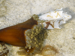 Volute attacted Volute attacted