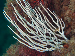 Weiße Gorgonie, Eunicella singulari Weiße Gorgonie, Eunicella singulari