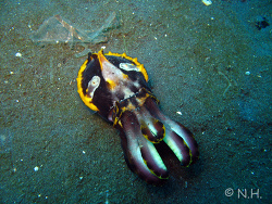 Metasepia pfefferi  Metasepia pfefferi