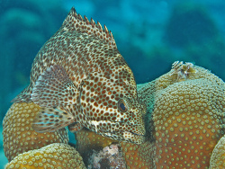 Trauerrrand-Juwelenbarsch, Epinephelus guttatus Trauerrrand-Juwelenbarsch, Epinephelus guttatus