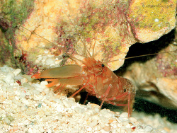 Alpheus parvimaculatus Alpheus parvimaculatus
