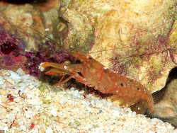 Alpheus parvimaculatus Alpheus parvimaculatus