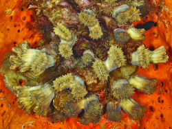 Blumenkoralle, Eusmilia fastigiata Blumenkoralle, Eusmilia fastigiata