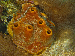Brauner Octopus Schwamm, Ectyoplasia ferox Brauner Octopus Schwamm, Ectyoplasia ferox