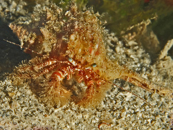 Behaarter Einsiedler, Pagurus cuanensis Behaarter Einsiedler, Pagurus cuanensis