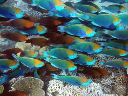 Scarus prasiognathos, Grünwangen-Papageifisch; copyright by Aitsch-Pi Scarus prasiognathos, Grünwangen-Papageifisch; copyright by Aitsch-Pi