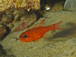 Meerbarbenkönig, Apogon imberbis Meerbarbenkönig, Apogon imberbis