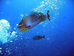 Naso vlamingii - Masken-Nasendoktor - Malediven - Thudufushi - Kuda Miara Thila Naso vlamingii - Masken-Nasendoktor - Malediven - Thudufushi - Kuda Miara Thila