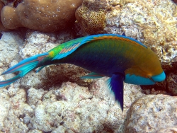 Scarus prasiognathos - Grünwangen-Papageifisch - Malediven - Vilu Reef - Hausriff Scarus prasiognathos - Grünwangen-Papageifisch - Malediven - Vilu Reef - Hausriff