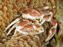 Porzellankrebs, Neopetrolisthes maculatus (oshimai) Porzellankrebs, Neopetrolisthes maculatus (oshimai)