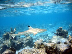 Carcharhinus melanopterus - Schwarzspitzenriffhai - Malediven - Thudufushi - Hausriff Carcharhinus melanopterus - Schwarzspitzenriffhai - Malediven - Thudufushi - Hausriff