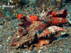 Inimicus didactylus  Inimicus didactylus