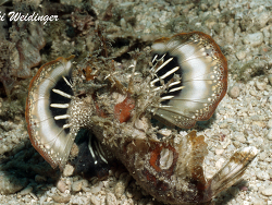 Inimicus didactylus  Inimicus didactylus