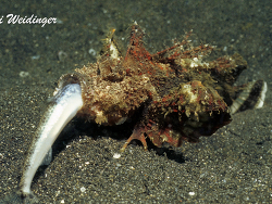 Inimicus didactylus  Inimicus didactylus