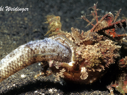 Inimicus didactylus  Inimicus didactylus