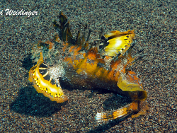 Inimicus didactylus  Inimicus didactylus