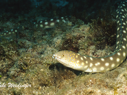 Myrichthys breviceps Myrichthys breviceps