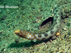 Myrichthys ocellatus Myrichthys ocellatus