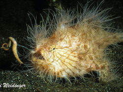 Antennarius  striatus Antennarius  striatus