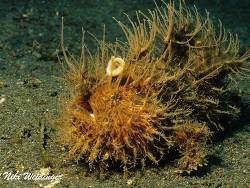 Antennarius  striatus Antennarius  striatus