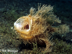 Antennarius  striatus Antennarius  striatus