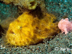 Antennarius  striatus Antennarius  striatus