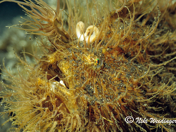 Antennarius  striatus Antennarius  striatus