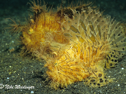 Antennarius  striatus Antennarius  striatus