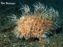 Antennarius  striatus Antennarius  striatus