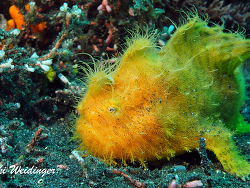 Antennarius  striatus Antennarius  striatus