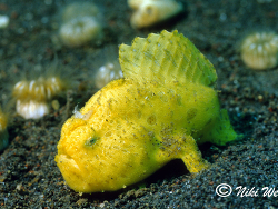 Antennarius  striatus Antennarius  striatus