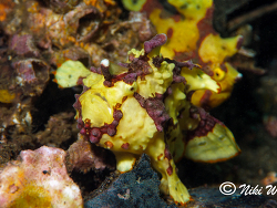 Antennarius maculatus Antennarius maculatus