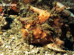 Antennarius maculatus Antennarius maculatus