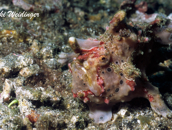 Antennarius maculatus Antennarius maculatus