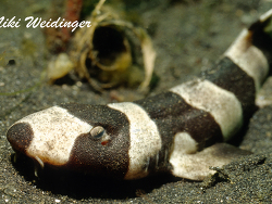 Chiloscyllium punctatum  Chiloscyllium punctatum