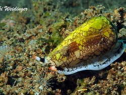 Conus arenatus Conus arenatus