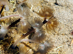 Phoronopsis australis Phoronopsis australis