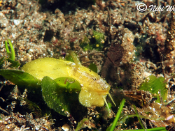 Macroschisma cuspidatum Macroschisma cuspidatum