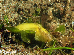 Macroschisma cuspidatum Macroschisma cuspidatum
