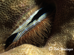 Pedum spondyloideum Pedum spondyloideum