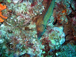 Gymnothorax flavimarginatus - Rußkopf-Muräne  - MLE - Thudufushi - Thudufushi Thila  Gymnothorax flavimarginatus - Rußkopf-Muräne  - MLE - Thudufushi - Thudufushi Thila