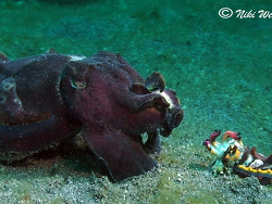 Metasepia pfefferi  Metasepia pfefferi