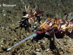 Metasepia pfefferi  Metasepia pfefferi